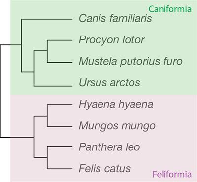 Dogs Have the Most Neurons, Though Not the Largest Brain: Trade-Off between Body Mass and Number of Neurons in the Cerebral Cortex of Large Carnivoran Species